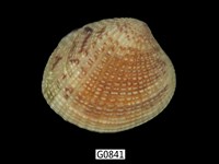 藏品(厚殼縱簾蛤)的圖片